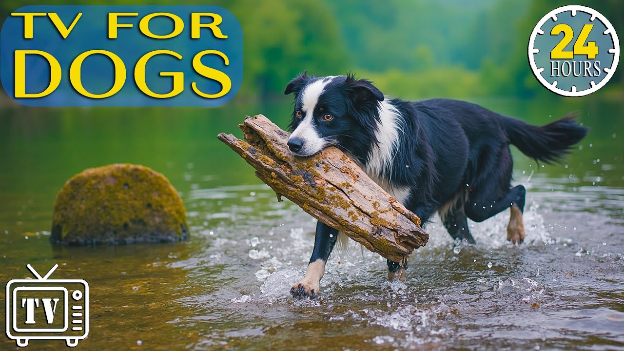 24/7 Dog TV: All Day Anti-Anxiety Music & Calming Videos for Dogs Home Alone |Stress Relief for Dogs