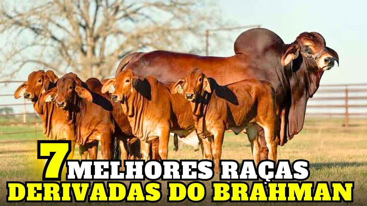 POR QUE todo PAÍS QUENTE acaba USANDO o BRAHMAN? As 7 raças que provam isso
