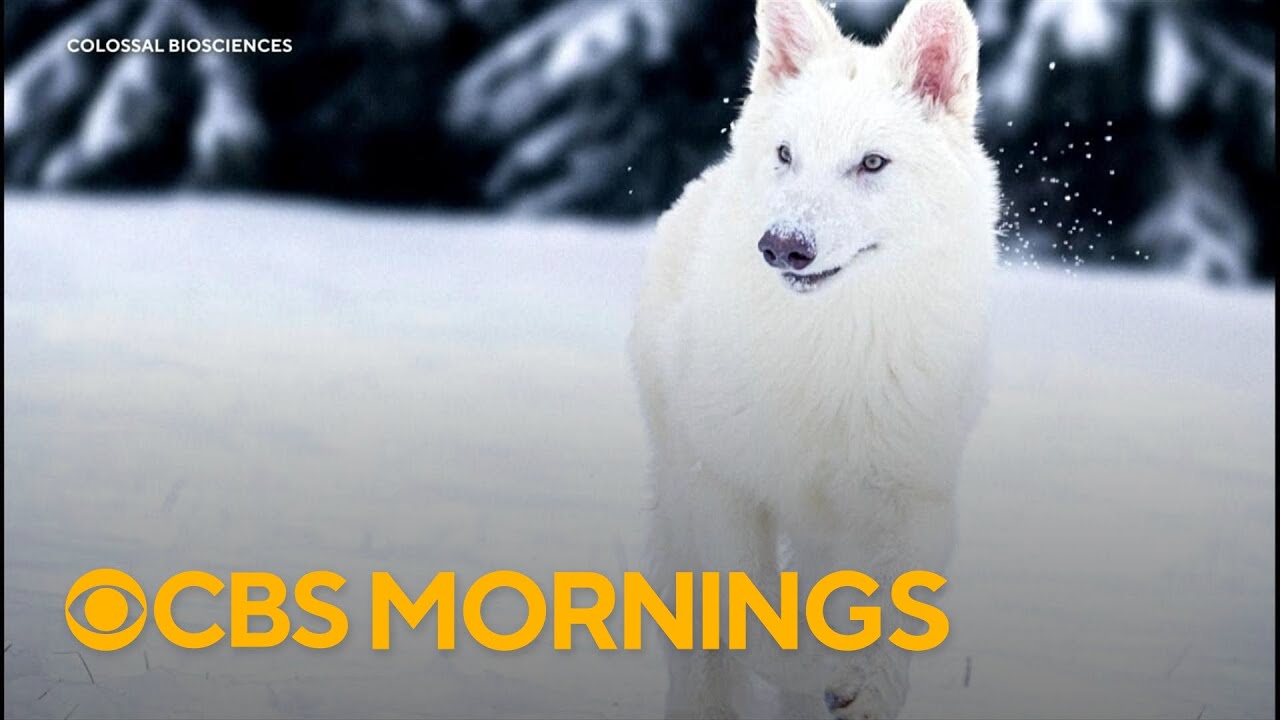 How scientists say they revived dire wolves from extinction