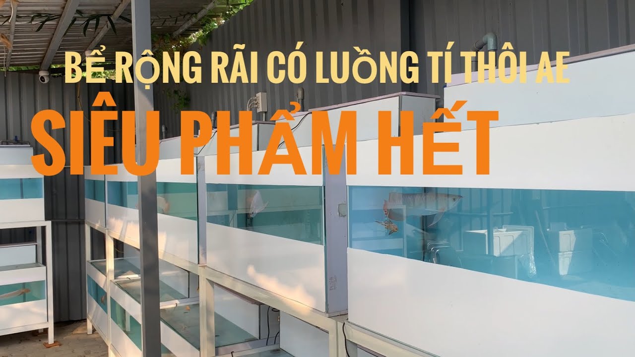 Huyết Long Phông Trắng - bọn nó phát triển phà phà hết, cam kết 100% cho ae KHỦNG