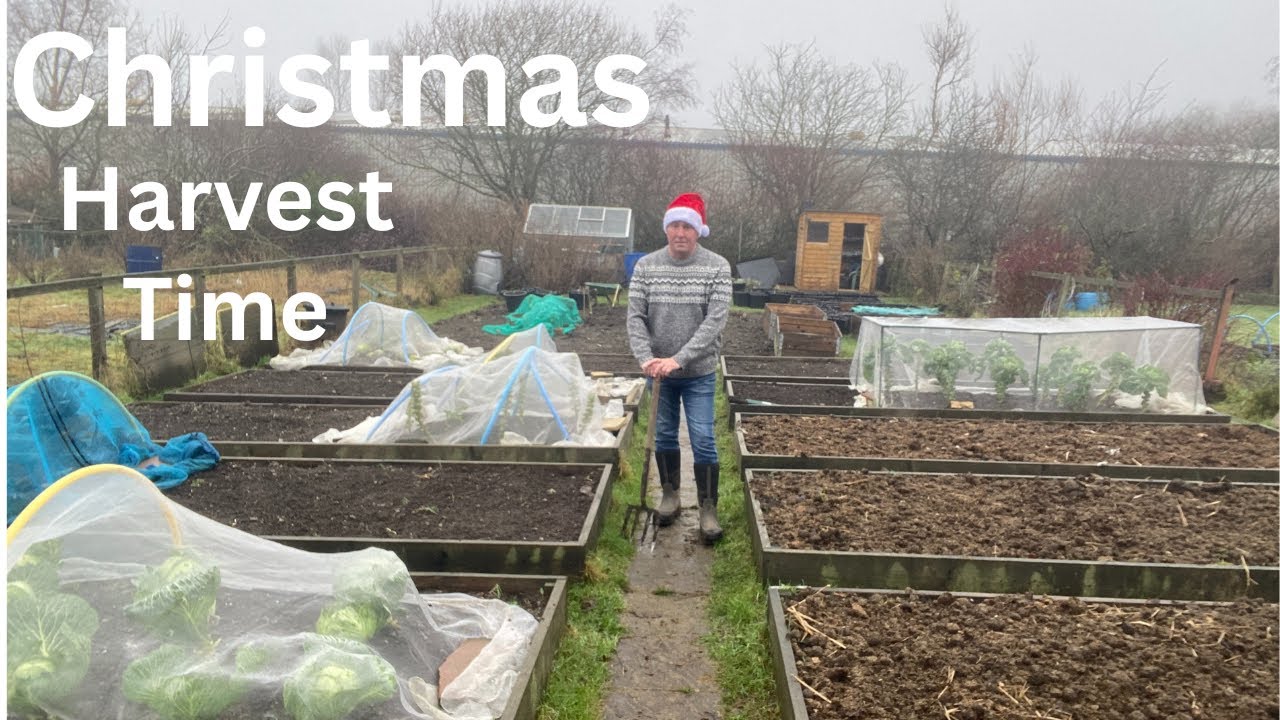 A Festive Feast