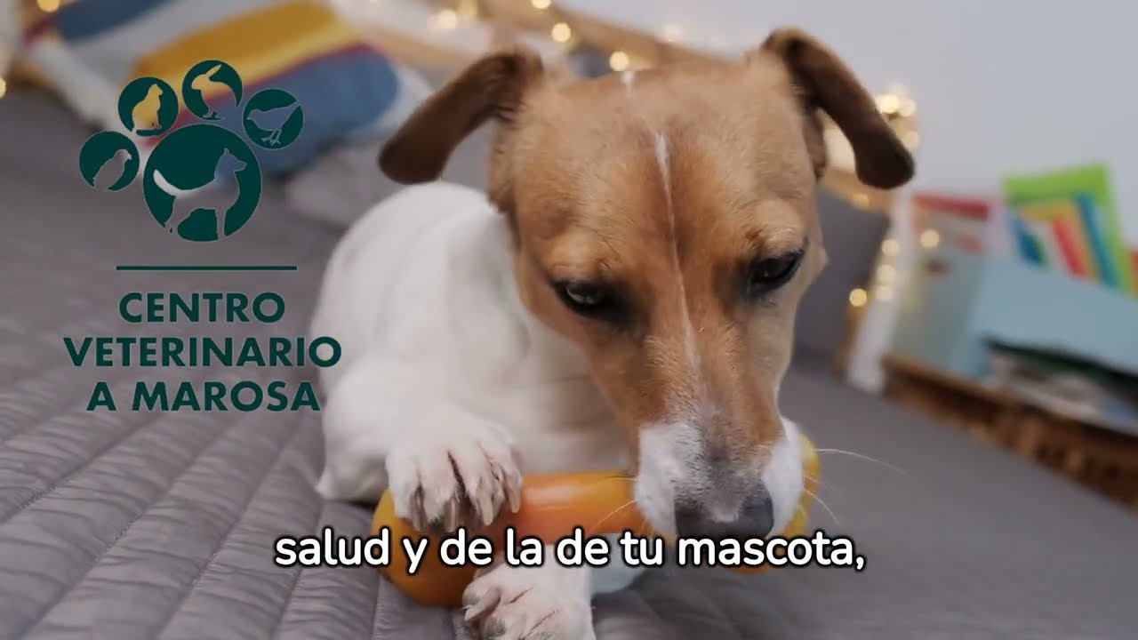 🐾 Probi&oacute;ticos, Prebi&oacute;ticos y Postbi&oacute;ticos: Claves para la Salud de Humanos y Mascotas 🌿