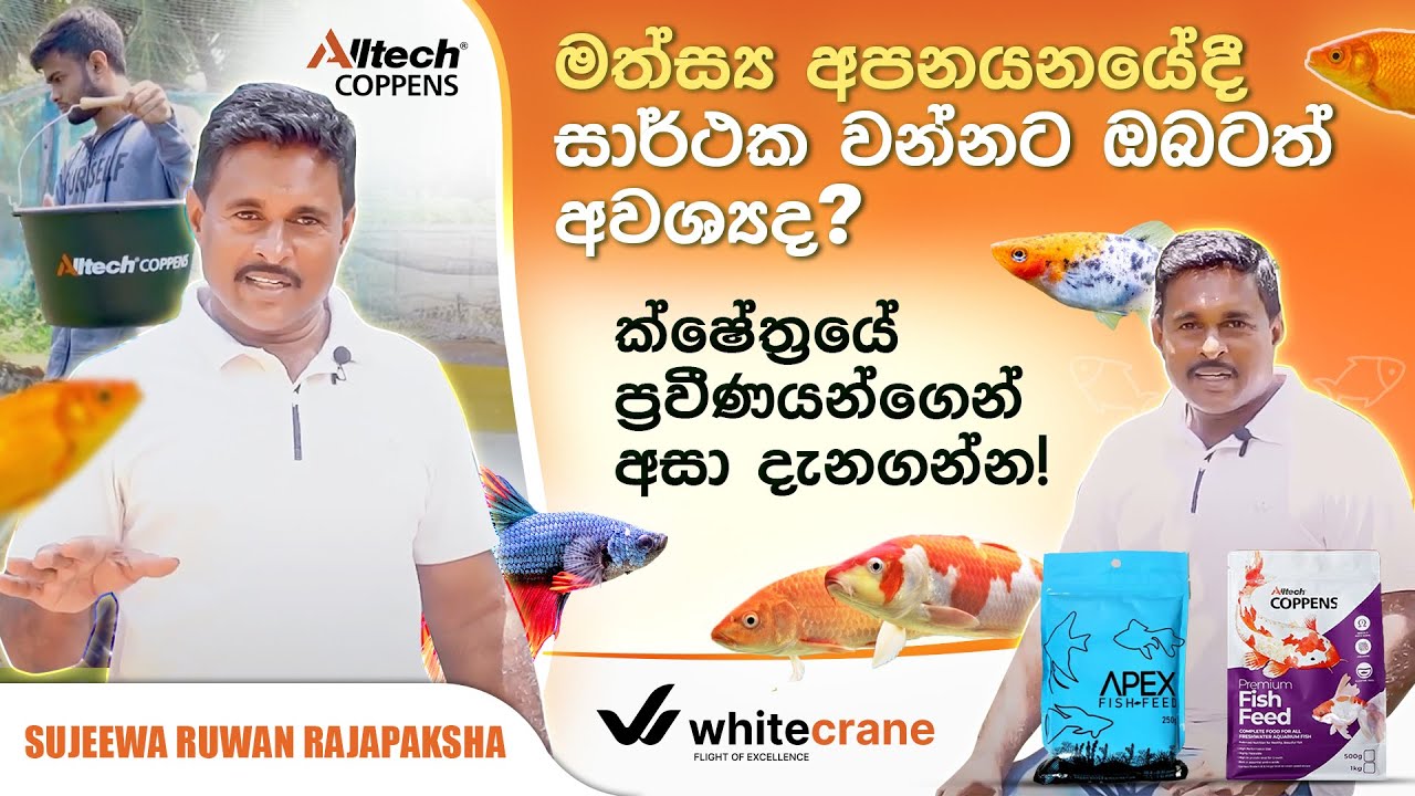 මත්ස්‍යයන් අපනයන ව්‍යාපාරය පිළිබඳව සහ රහස් රැසක් ප්‍රවීණයකුගෙන් ඉගෙන ගෙන ඔබත් සාර්ථකයෙකු වන්න!