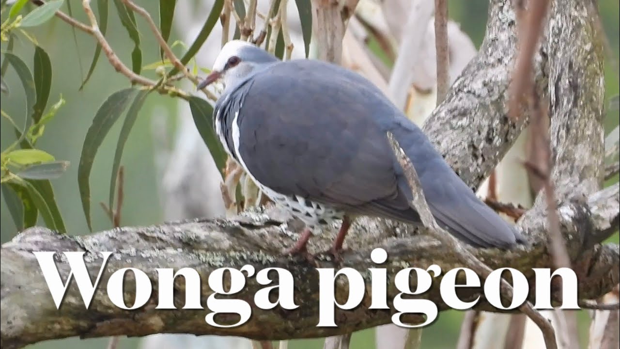 Wonga pigeon, birdwatching, Australia