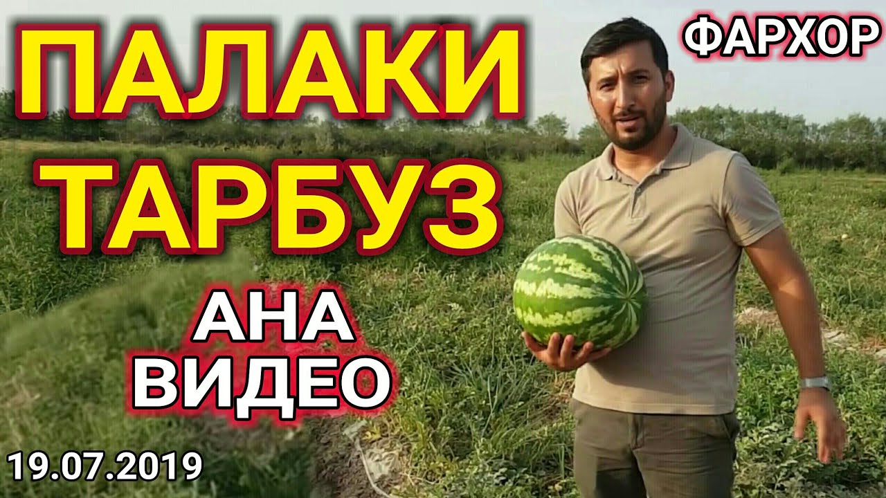 ПАЛАКИ ТАРБУЗ ДАР ФАРХОР - Нархи Тарбуза Бинен Ҳайрон Мешен |АНА ҲАЁТ АНА ВИДЕО