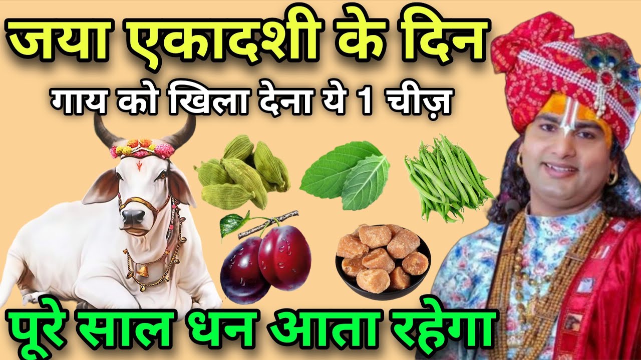 23 जनवरी जया एकादशी के दिन चुपचाप गाय को खिला देना 1 चीज, पूरी साल धन आता रहेगा, 😱 एकादशी