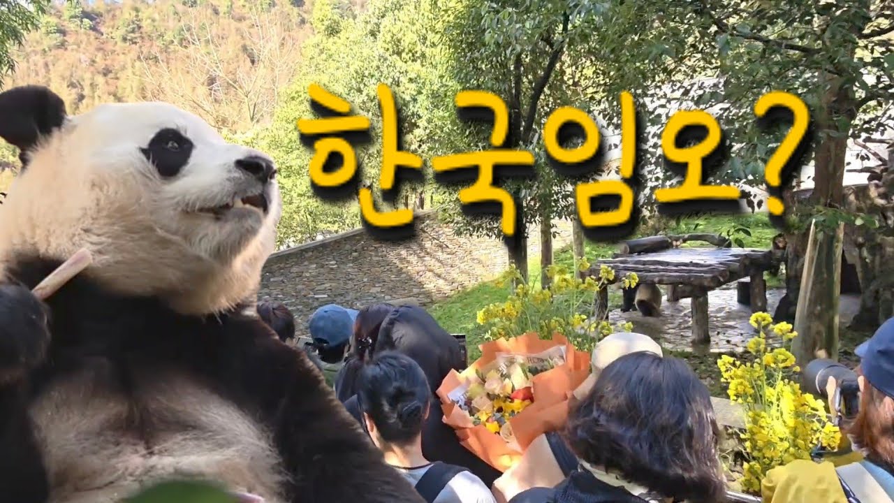 4/3 푸바오실시간 오전(1)한국임오님들이 많이 오시자 푸야의 반응은?? 역시 슈퍼스타입니다. 팬관리 짱!!!