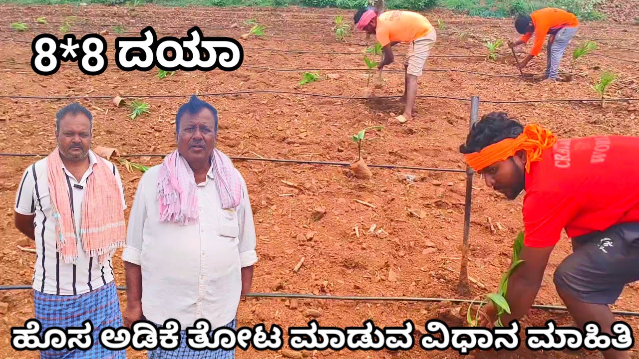 ಹೊಸ ಅಡಿಕೆ ತೋಟ ಹೇಗೆ ಮಾಡಬೇಕು? | ಭೂಮಿಸಿದ್ದತೆದಿಂದ ದಯಾ ಸಸಿ ಆಯ್ಕೆ ನೀರಾವರಿ ವ್ಯವಸ್ಥೆವರೆಗೆ ಸಂಪೂರ್ಣ ಮಾಹಿತಿ 🌱