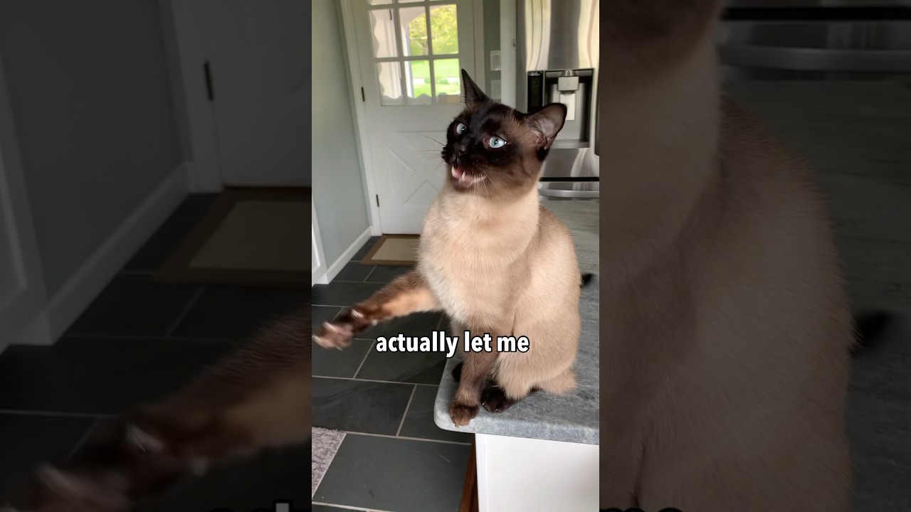 Я попробовал паровую щетку на моем злющем коте 😳