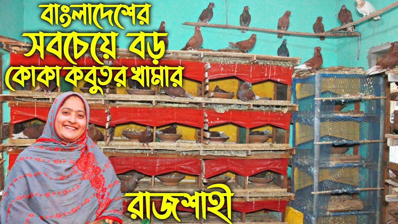 #92 বাংলাদেশে সবচেয়ে বড় কোকা কবুতরের খামার জলি আপার। Koka kobutor palon in Bangladesh