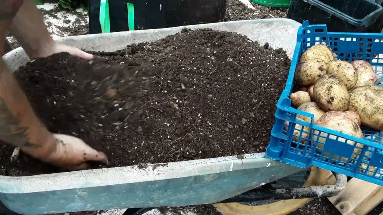 #sspchallenge2022 Mystery Potato Reveal 🌻 Aztec Broccoli 🌻 Rats & Sweetcorn Don't Mix 🌻 No Dig Beds