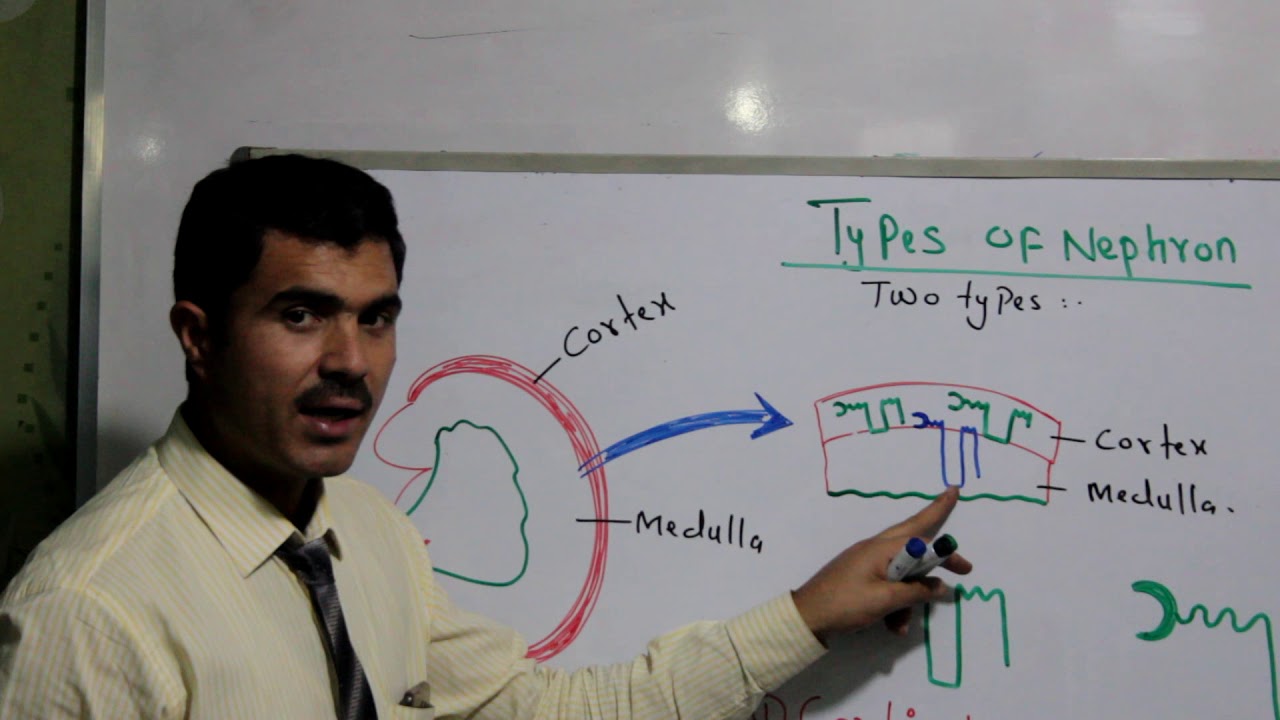 L-5 Nephron Types, Cortical and Juxta Medullary Nephron