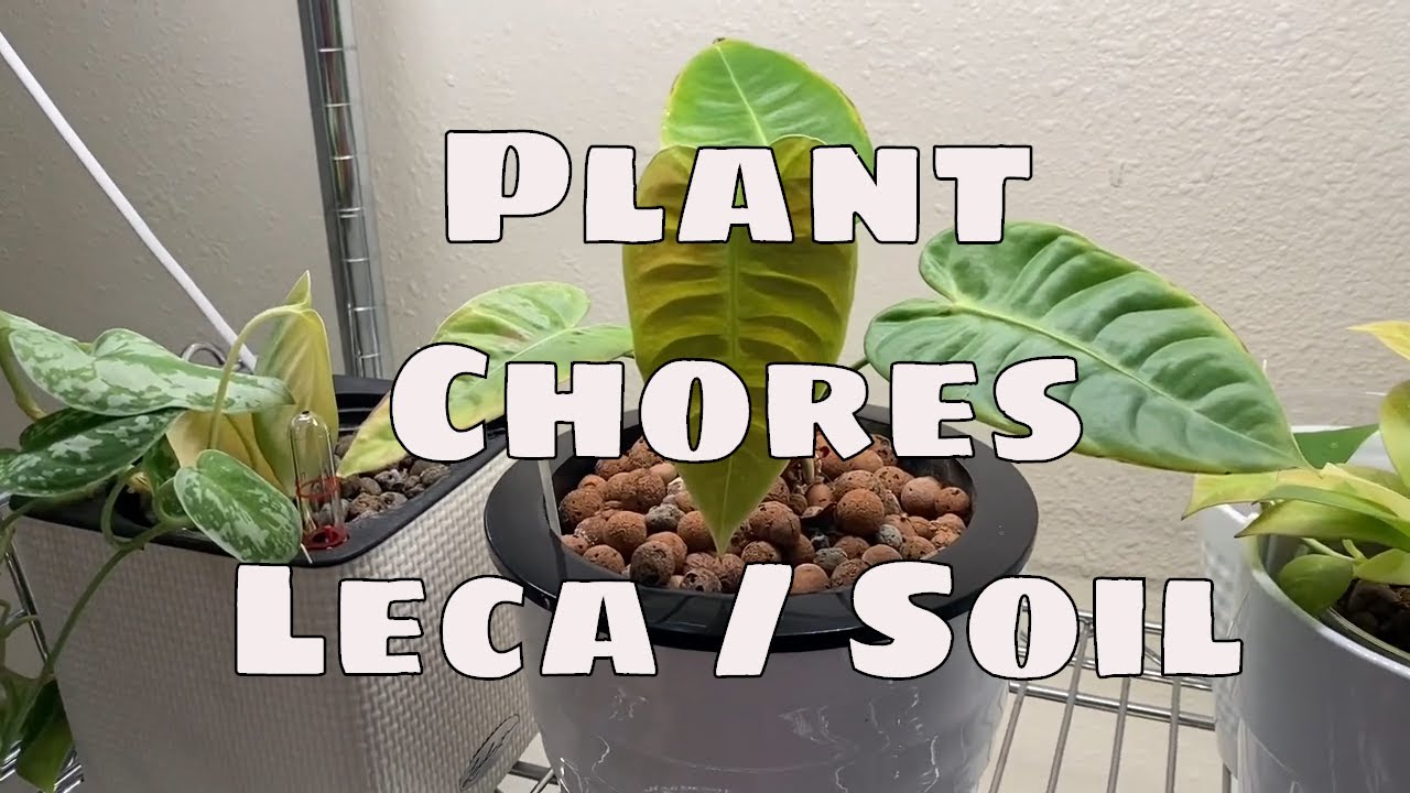 Grow in Leca Pt 9 Leca And Soil Plant Chores /Repotting Leca to Soil / Soil To Leca / Flushing Leca