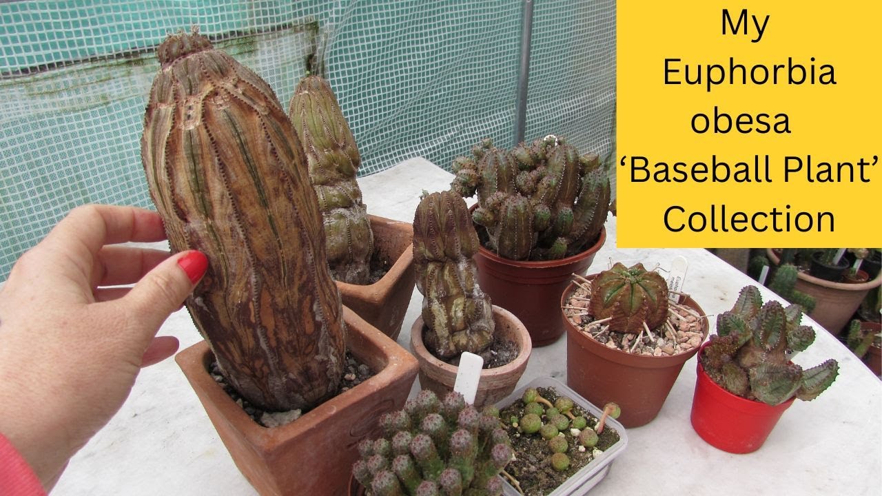 My Euphorbia obesa 'Baseball Plant' Collection #succulents #cactus
