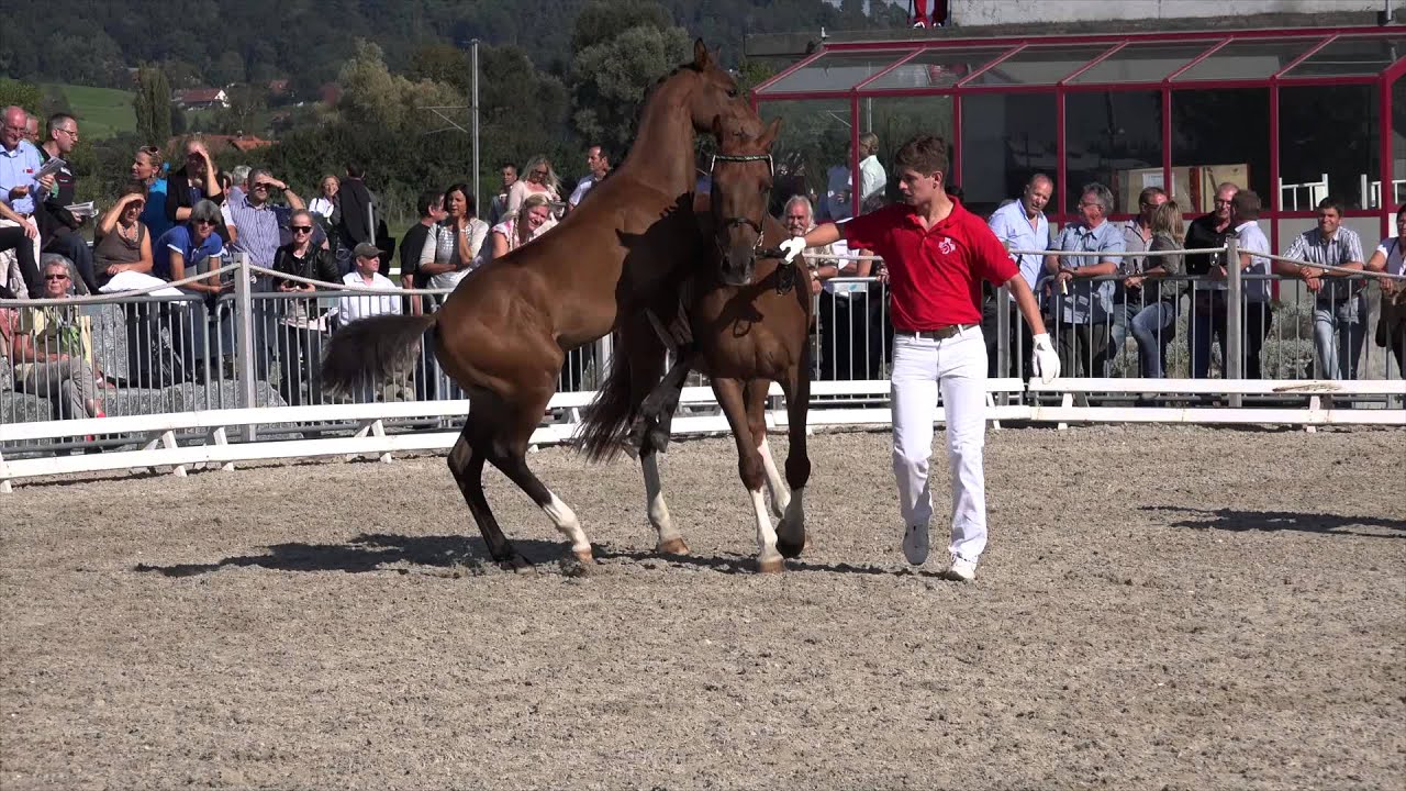 Zion von Gurbrü  (Zacharov x Indoctro)