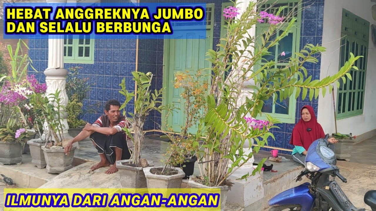 ANGGREK RAKSASA DI DESA, SUBUR & SELALU BERBUNGA.