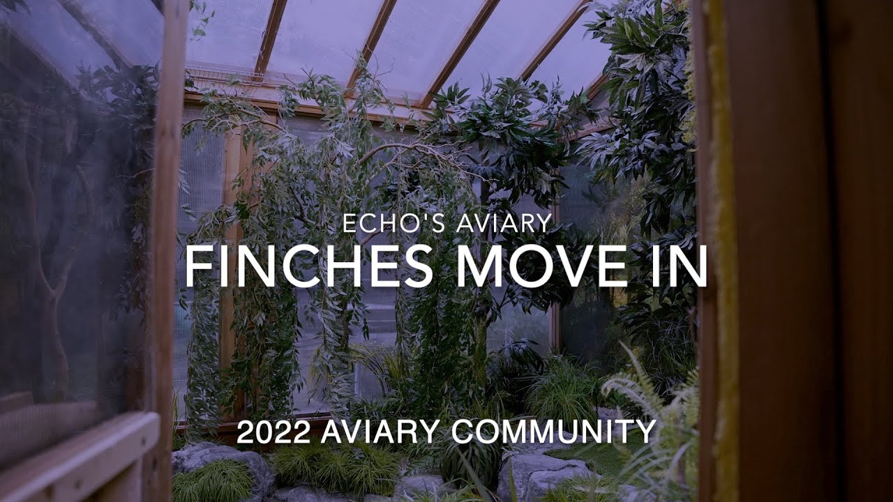 Aviary Update: 2022 Finches have moved into the Aviary