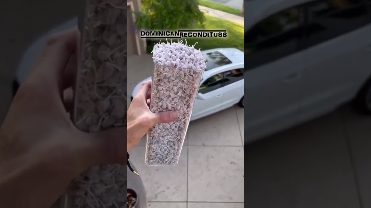 CONOCES LAS FAMOSAS CEBOLLITAS explosivas???