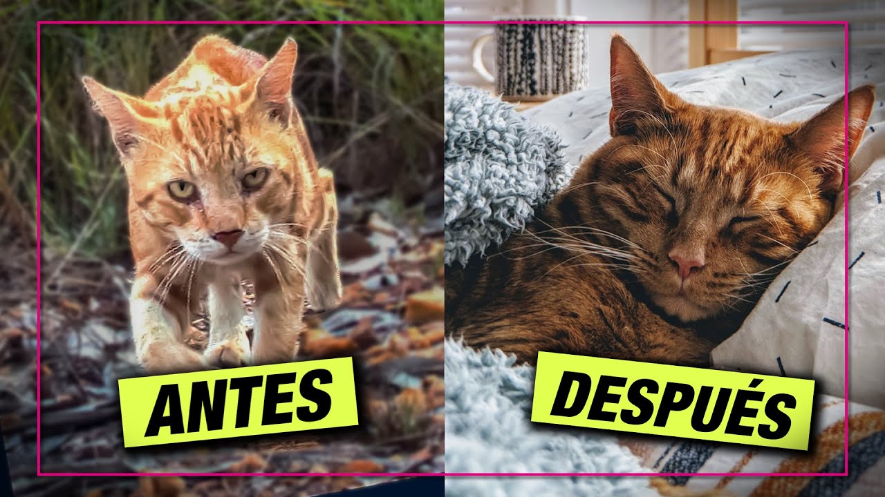 TRANSFORMA un gato de EXTERIORES en uno de INTERIORES con estos consejos 😺 LA GATERÍA TV