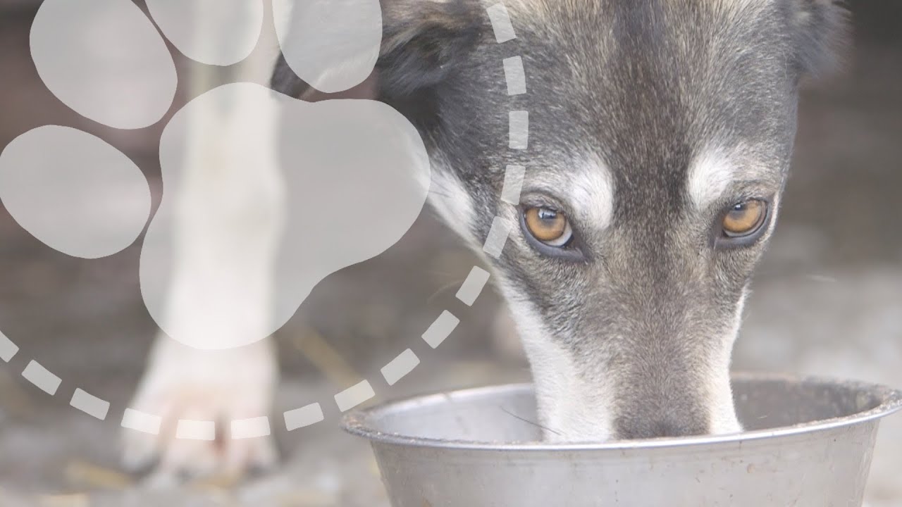 What do sled dogs eat? | Mushing Explained