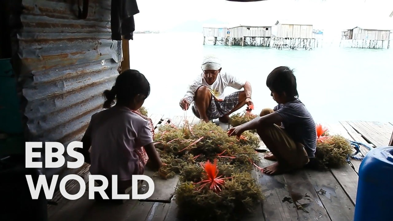 Морские жители Малайзии: жизнь над волнами #pickdocu