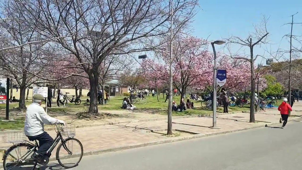 Sakura in Nagai Park Blooms
