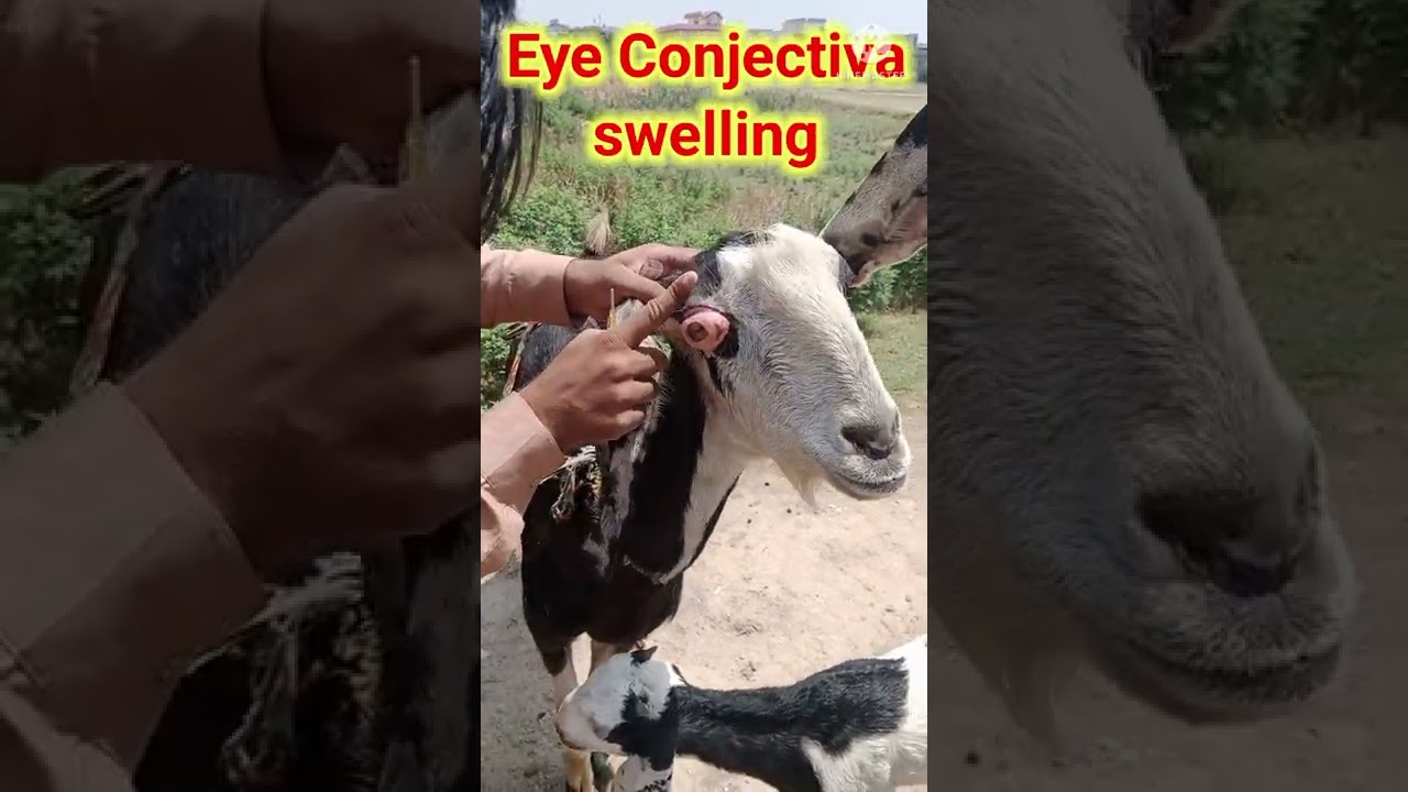 conjectivitis | subconjectival layer swelling | IBK ||eyelids swelling|Eye ball remove|Eye infection