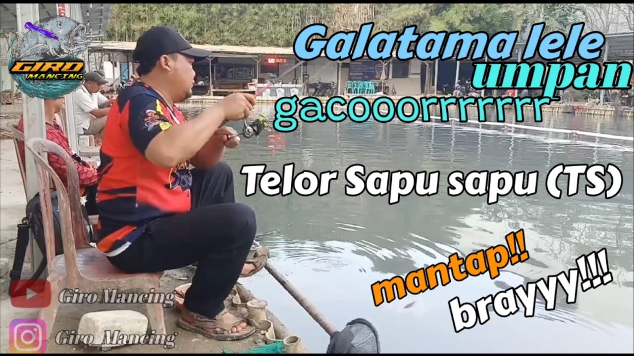 Umpan Telor Sapu sapu (TS) gacoooorrrr!!! GALATAMA LELE
