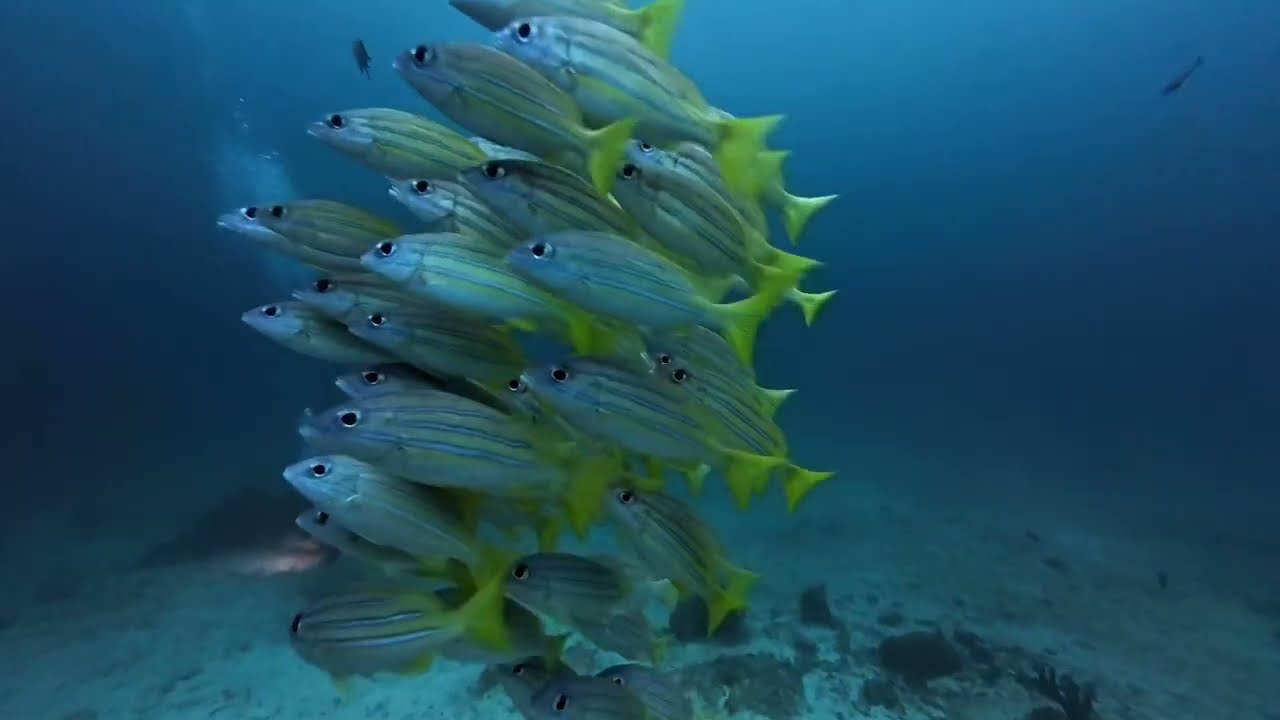 2025-12 라자암팟 리브어보드 DAY1~2 (네오미크루즈인도네시아)