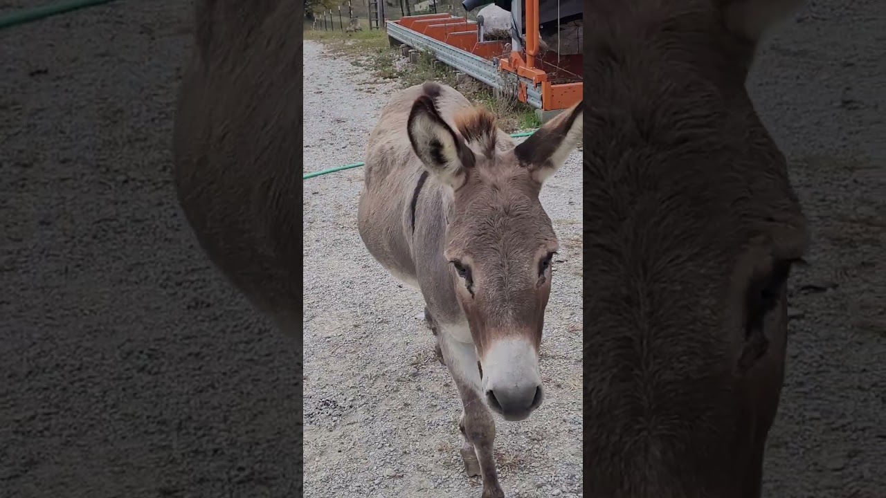 Stubborn Donkey
