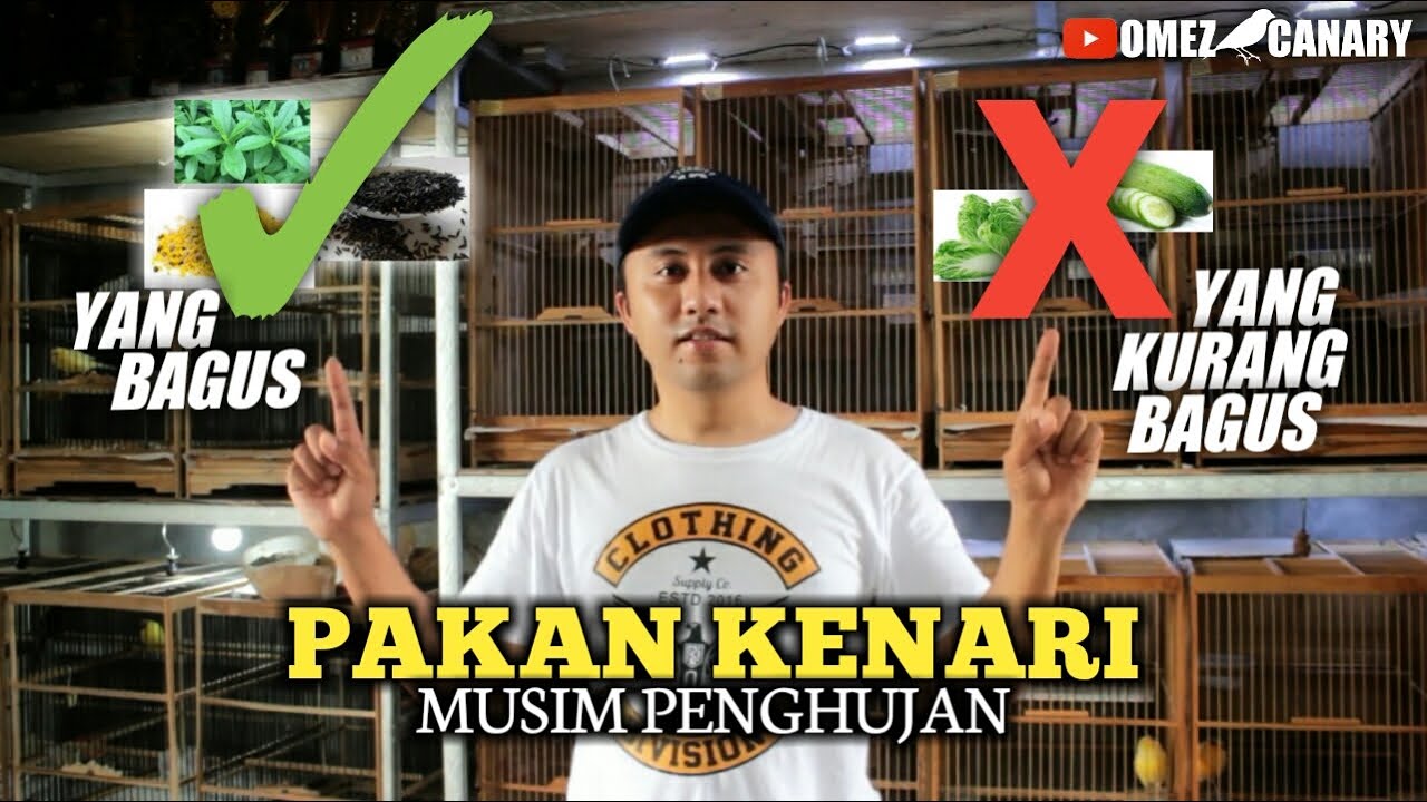 Memilih pakan kenari yg bagus untuk musim penghujan | jangan salah kasih