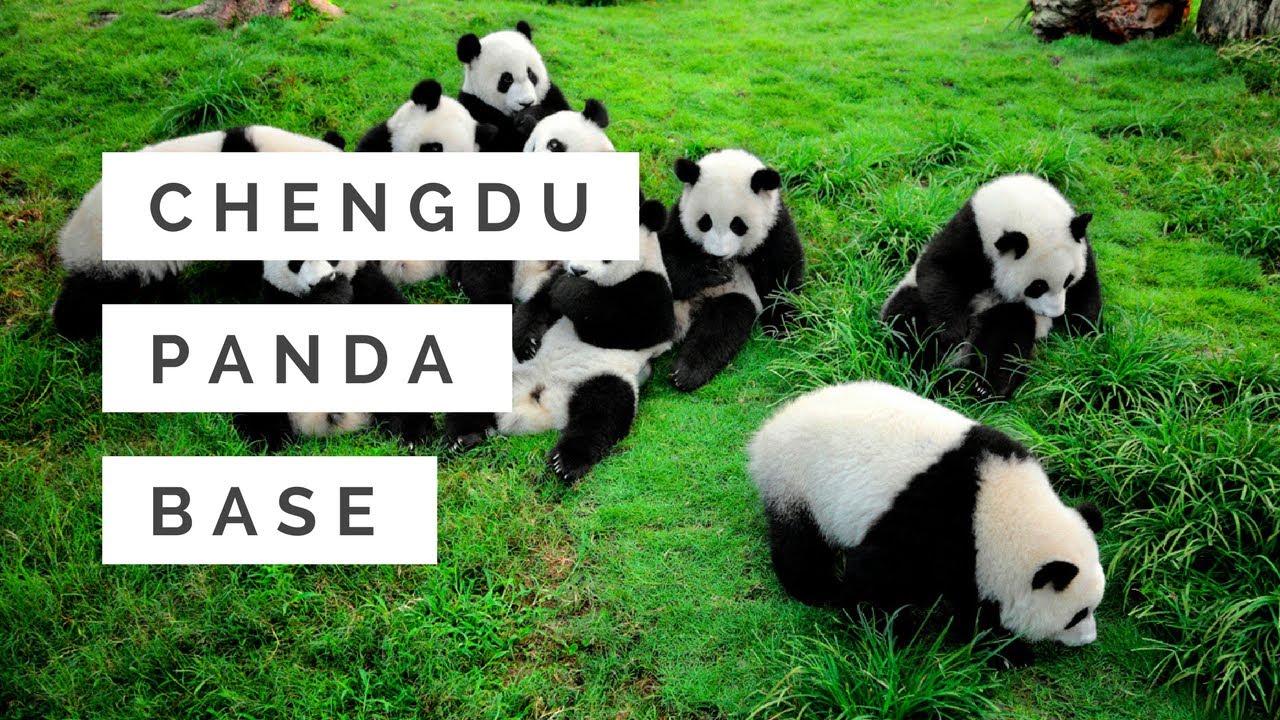 Chengdu Research Base of Giant Panda Breeding