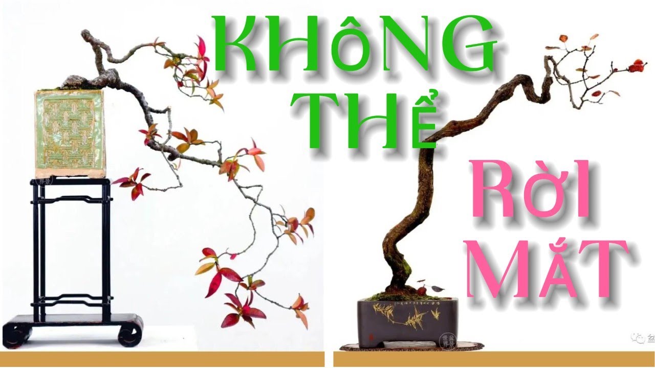 Đẹp Sững Sờ! Bonsai Mùa Thu Khiến Ai Cũng Phải Đứng Lại Ngắm Nhìn#nghethuatbonsai#caycanh#bonsaidep