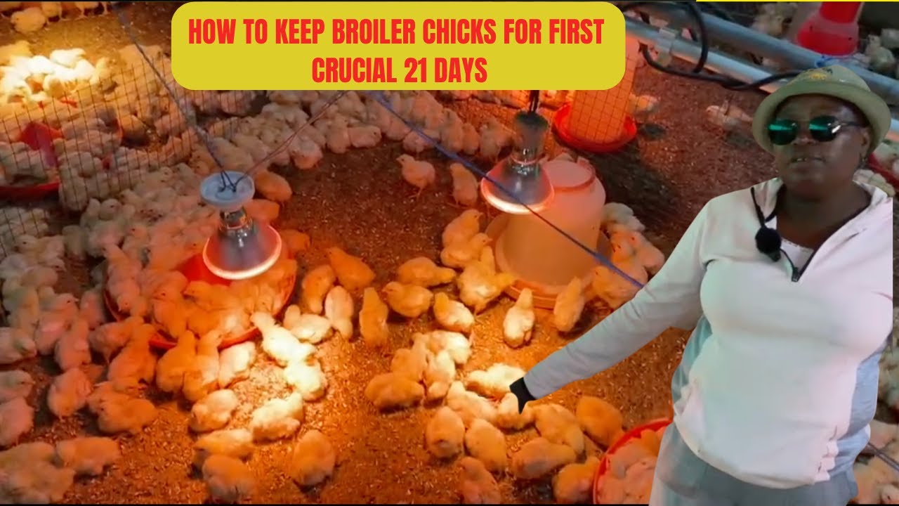 How To Keep Broiler Chicks In First Crucial 21 Days. Feed. Heat. Medications. Fowl Run Management.
