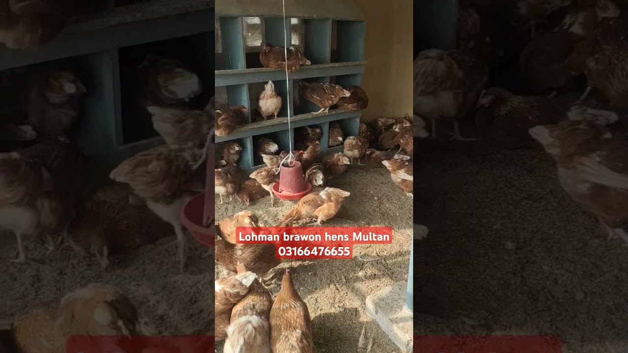 Lohman brawon hens Multan