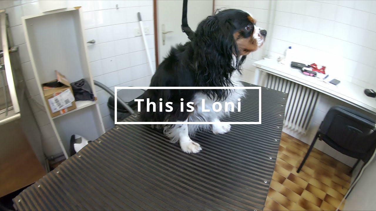 Grooming Cavalier King Charles Spaniel