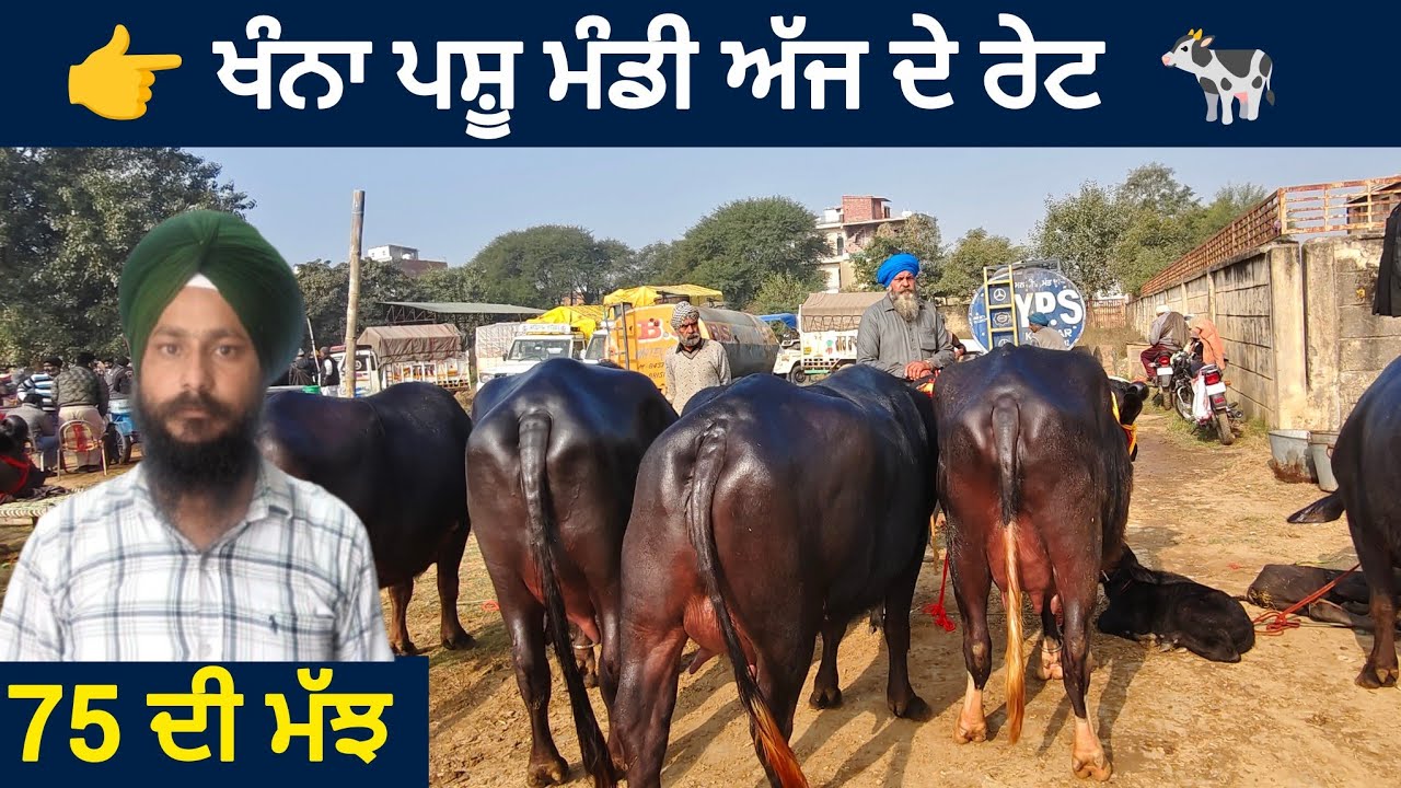 ਖੰਨਾ ਪਸ਼ੂ ਮੰਡੀ ।। Khanna Pashu mandi today।। #buffalo #cow