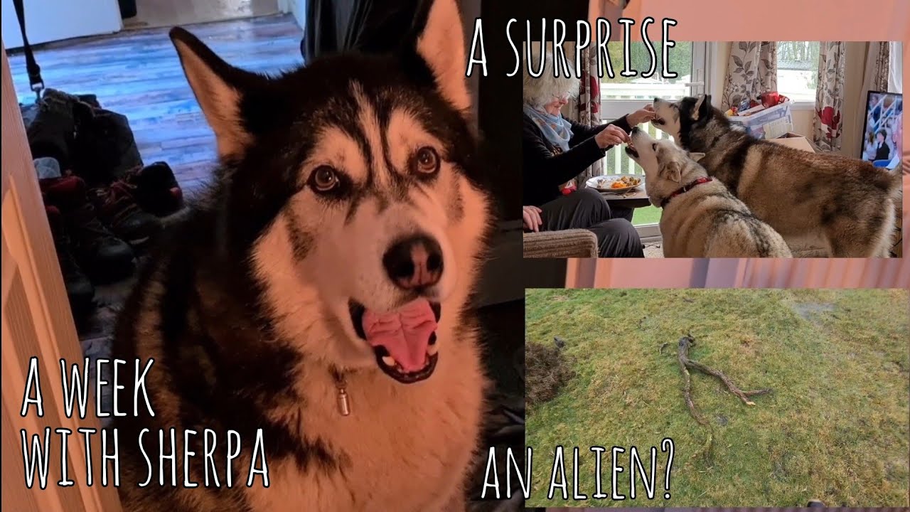 A week with Sherpa and Co | A Surprise Visit | Husky Malamute