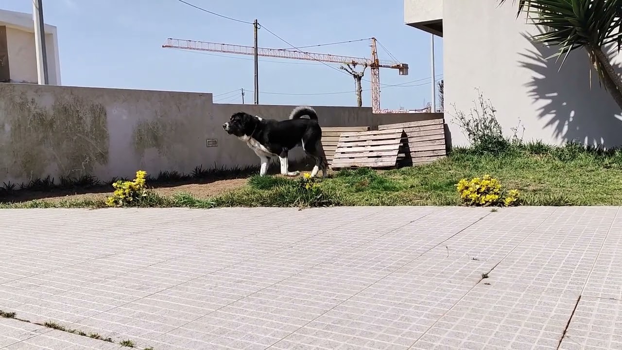 Cão de Gado Transmontano 3 Anos