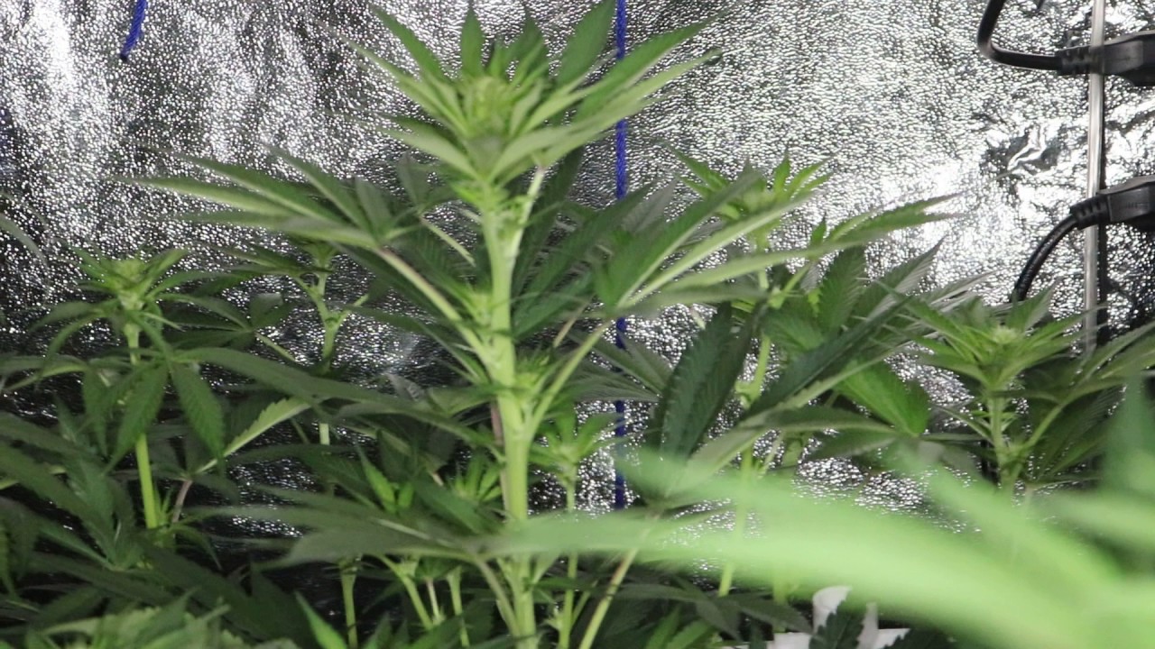 GROW SEASON 10 ( 2 weeks flower )) JUNGLE CONTROL, REMO NUTRIENTS, FEROCIOUS, PLATINUM LED, ,