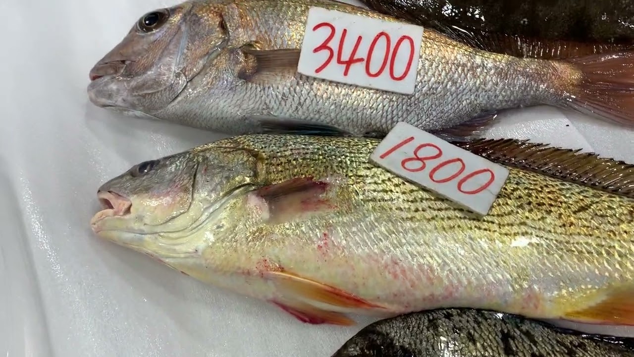 道の駅笠岡ベイファーム鮮魚コーナー4／16