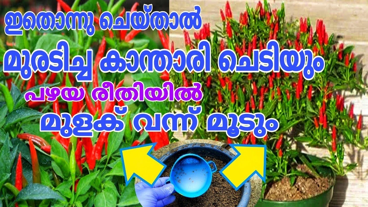 കാന്താരി ച്ചട്ടിയിൽ ഇങ്ങനെ നട്ടാൽ മുരടിപ്പും വെള്ളിഈച്ചയും അടുത്തു കൂടി വരില്ല mulaku krishi