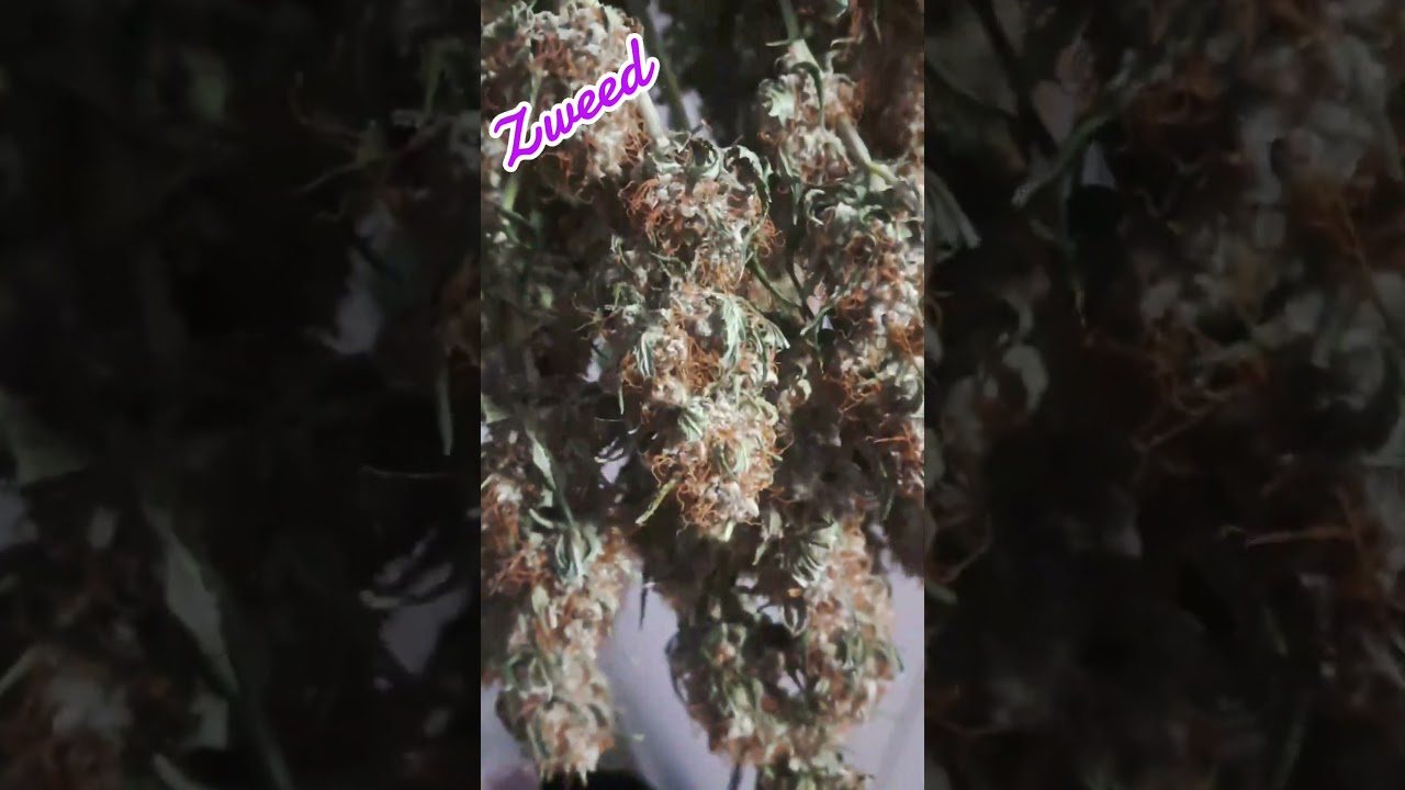 #viral #viralvideo #fyp #420 #miketyson