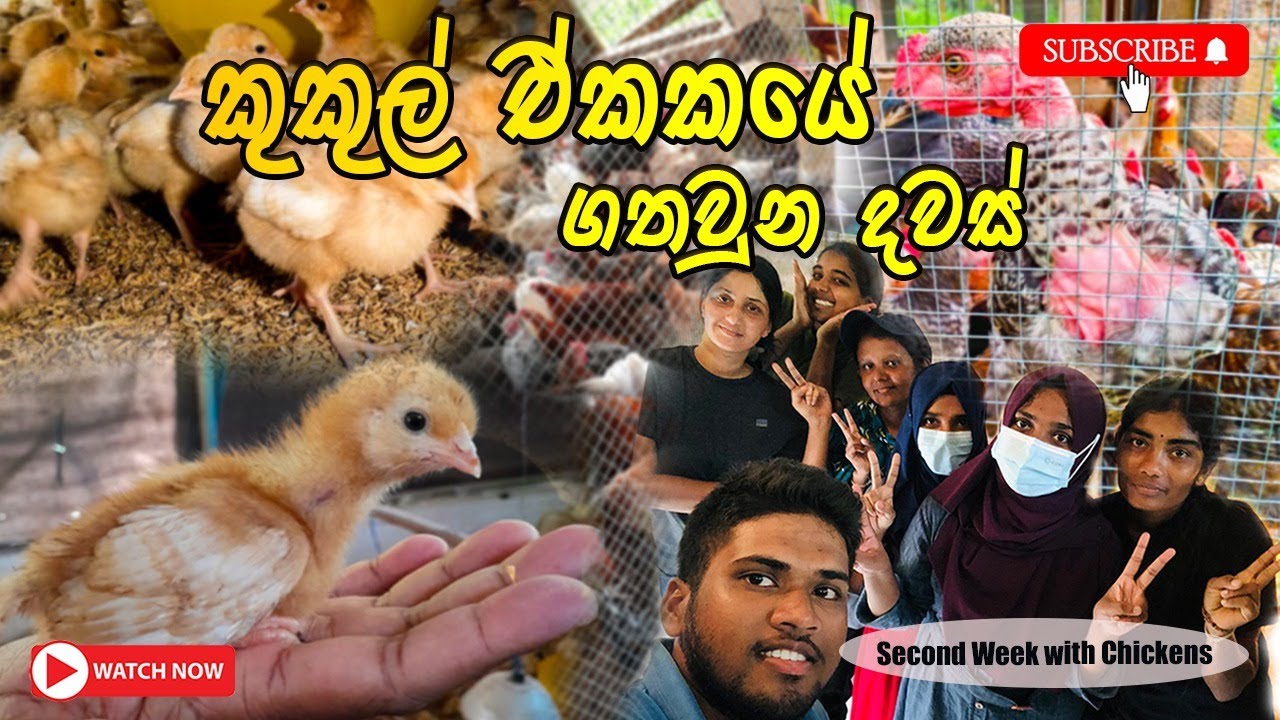 Days spent in the Poultry Unit🐔 | කුකුල්‍ලු එක්ක ගතවුනු දවස් 🐓..|@lashanvlogs VLOG08