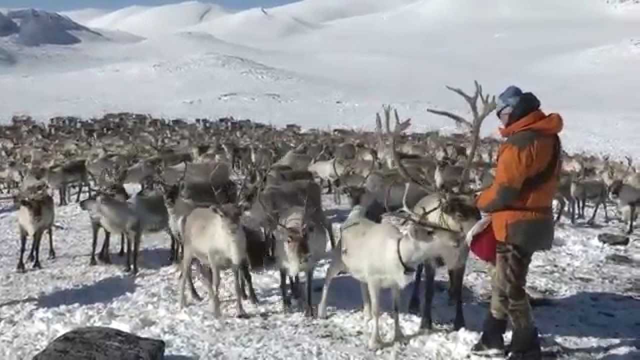 Reindrift i s&oslash;rnorge - Reindeer Operating over a year in Jotunheimen.