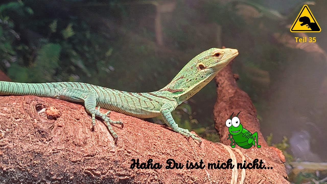 Smaragdwaran stellt sich seinem größten Gegner... Tagebuch eins Grünen Baumwaran Babys. Teil 35
