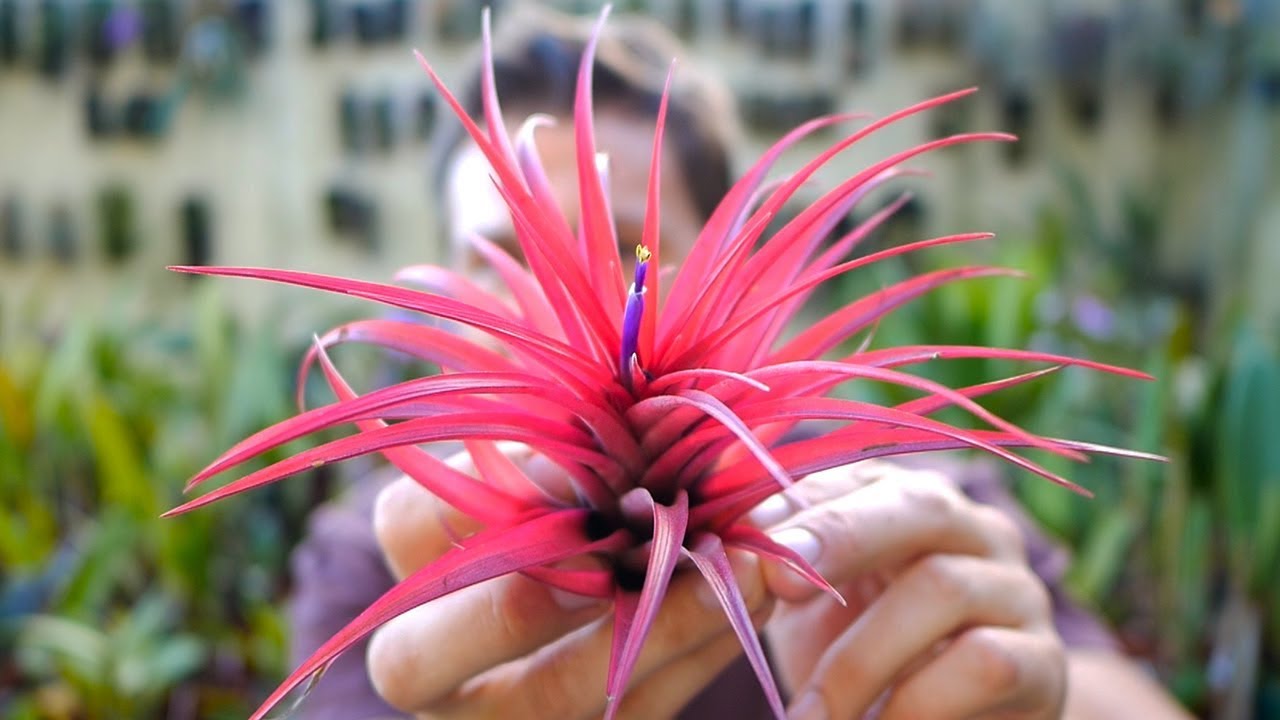 Tillandsia brachycaulos - Tillandsien Pflege leicht gemacht!
