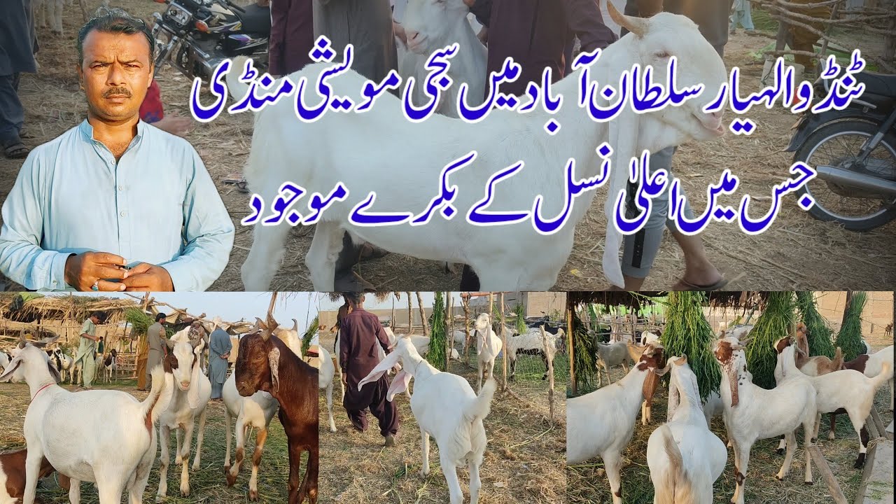 Exploring the High Breed Goats at the Decorated Cattle Market in Tandoallahyar Sultanabad #Sindh
