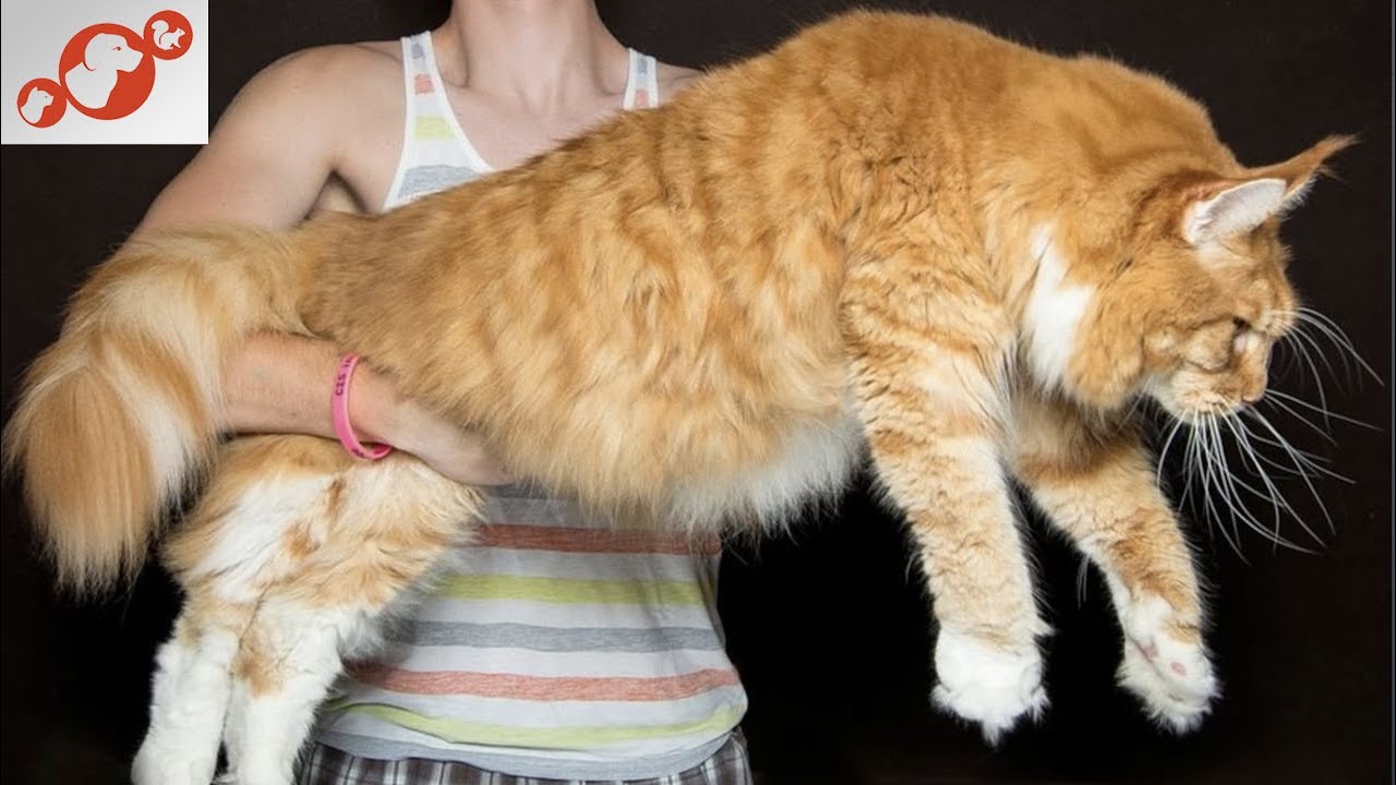 🐈 Cats Bigger Than Dogs – TOP 10 Largest Cat Breeds in the World!