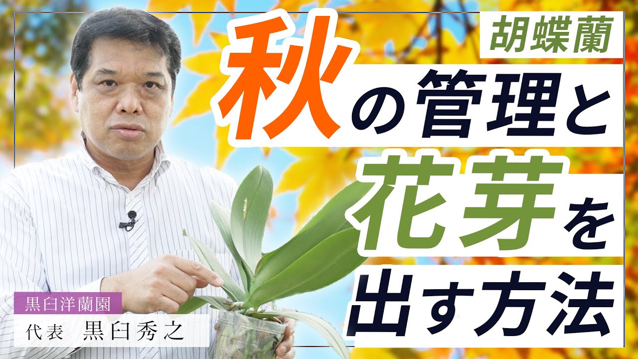 【胡蝶蘭】プロが解説！胡蝶蘭の秋の管理方法！